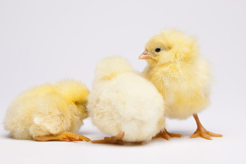 Chicks