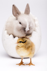 Chick and bunny