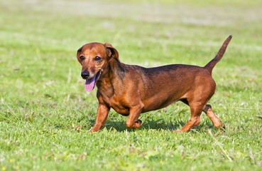 Small brown dachshund walking on green grass outside