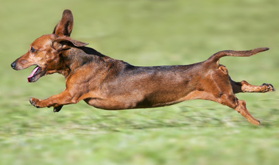 Small brown dachshund runnning at full pace on green grass - 30902372