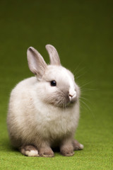 Green background and bunny