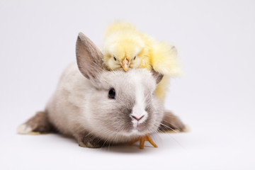 Happy Easter animal, Chick and bunny