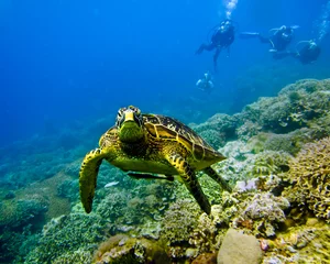 Foto auf Acrylglas Schildkröte Schildkröte mit Tauchern