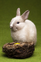 Green background and bunny