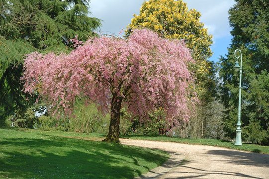 Park with pink tree
