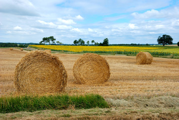 Fototapeta premium Round straw bales in harvested fields