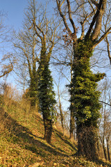 Fototapeta premium parasite