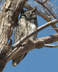 Obraz premium Great Horned Owl in a Tree