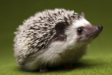 Hedgehog © Sebastian Duda