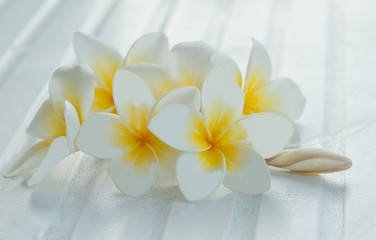 frangipani, flower