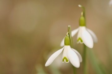 Galanthus nivalis