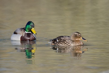 Stockente, Mallard, Anas platyrhynchos