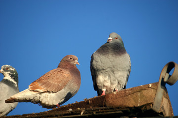 pigeons