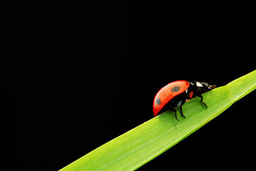 ladybug isolated on black