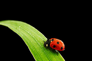 ladybug isolated on black