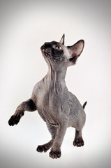 canadian sphynx