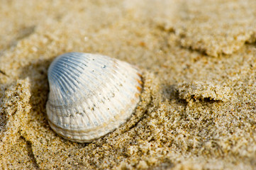 Shell at the beach