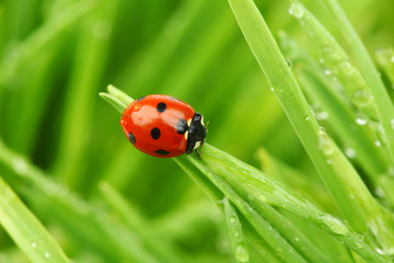 ladybug on grass