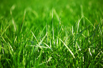 green grass