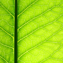 green leaf vein