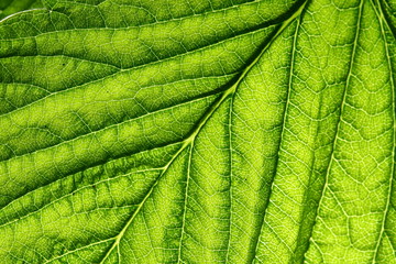 green leaf vein