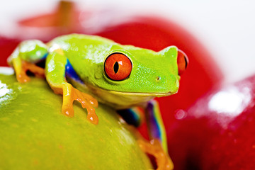Frog and Apples