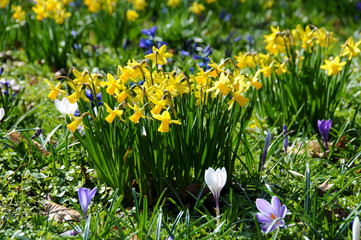 Blumenwiese im Frühling
