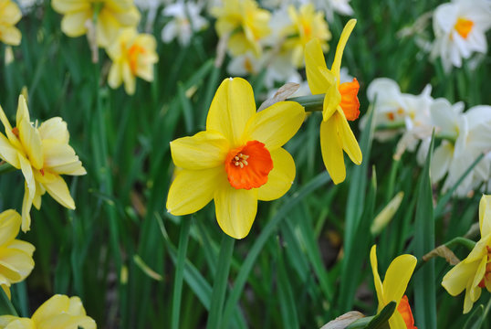 Spring. Daffodils