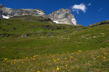 Fioritura in Montagna