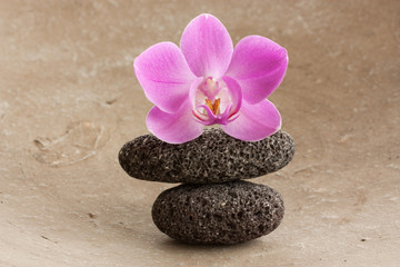 Fototapeta na wymiar orchidea i kamienie
