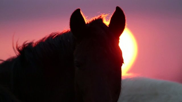 cheval