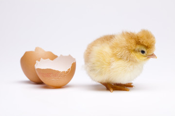 Chick and Egg