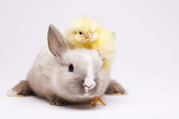 Bunny and chick