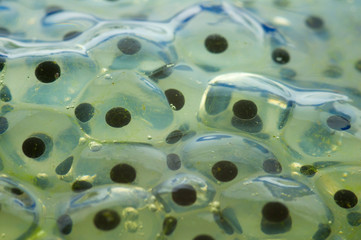 frogspawn close-up