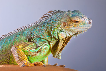 Iguana portrait on blue