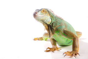 Obraz premium Iguana on white
