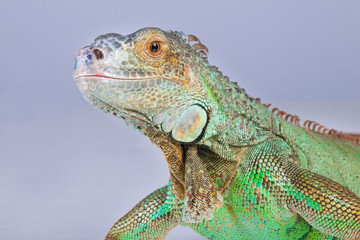 Iguana portrait on blue
