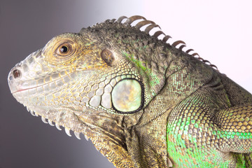 Iguana portrait