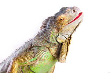 Smiling iguana on isolated white