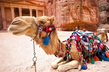 Photo sur Plexiglas Chameau Le chameau bédouin repose près de l& 39 Al Khazneh à Petra, Jordanie