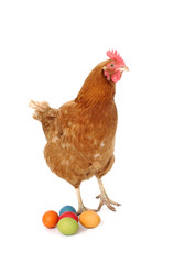 Huhn mit Ostereiern