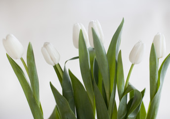Obraz na płótnie Canvas białe tulipany