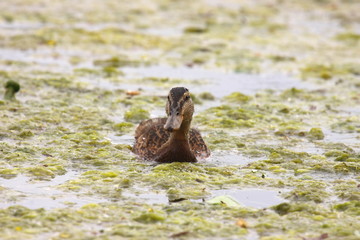 Young mallard female, duck cane