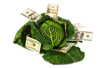 Savvoy cabbage with dollar banknotes isolated on white