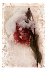 Snow Covered Rose