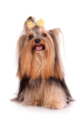 Yorkshire Terrier puppy isolated on white