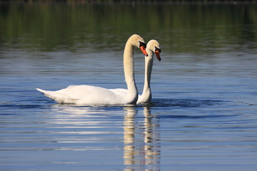 Mating swans