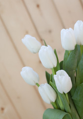 les tulipes sur fond blanc
