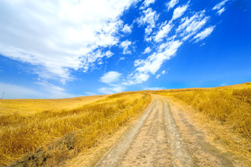 Fototapeta na wymiar Wheat yellow field