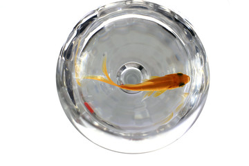 Pez visto desde arriba